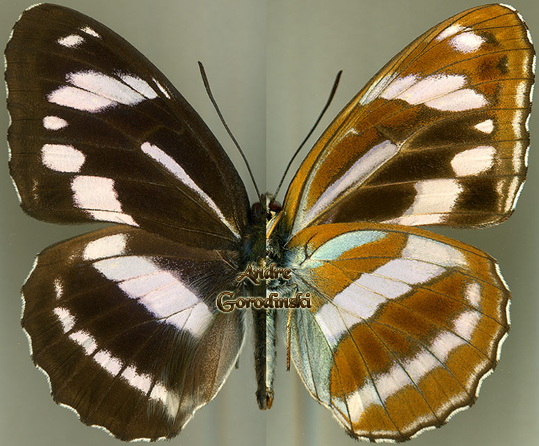 http://www.gorodinski.ru/nymphalidae/Limenitis fortuna.jpg